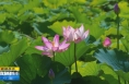 ​《直通县市》华州区：荷花初绽 美在当“夏”