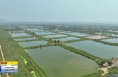 《直通县市》洽川湿地：水鸟翱翔间 自然和谐美