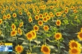 《直通县市》韩城：夏日葵花绽芳颜 炎时金蕊展娇姿