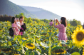葵花向阳开 乡村引客来