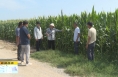 《直通县市》大荔：科学管护 精准施策 夯实秋粮丰产基础