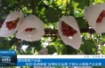 ​【相约知识产权】渭南葡萄产业园：依托“临渭葡萄”地理标志品牌 不断壮大葡萄产业发展