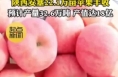 延安安塞苹果喜获丰收！预计产量32.6万吨 产值达到18亿元