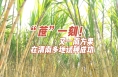 “蔗”一刻！又一南方果在渭南多地试种成功