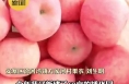延安安塞苹果喜获丰收！预计产量32.6万吨 产值达到18亿元