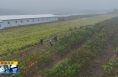 《直通县市》丰收“新”盛景  产销两旺致富忙