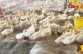 陕西渭南麻阳社区：北京鸭养殖带富一方百姓