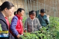 《直通縣市》澄城：技術支招 促設施果菜穩產增效