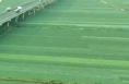 习近平湖北行丨小小蔬菜，生长乡村振兴的未来