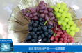 【相约知识产权】走进渭南地标产品——临渭葡萄