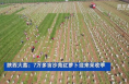 陕西大荔：7万多亩沙苑红萝卜迎来采收季