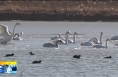 《直通縣市》天鵝游弋華山下 生態美景入眼簾