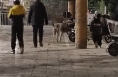 与文明同行！临渭公安温馨提示：文明养犬 “宠”爱有方