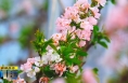 《直通县市》大荔 澄城：樱桃花盛开春管忙 产业助农增收好春景