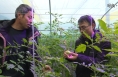 ​渭南：春雪突袭！专家田间棚里“把脉”开良方