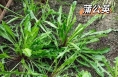 春天推荐吃这4种野菜 如何正确食用？请收藏