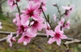 踏春赏花正当时 这份“抗敏宝典”请收好