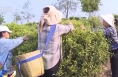 多地春茶开启采摘热潮 茶园“智慧大脑”增添科技范儿