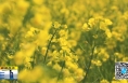 《直通縣市》華陰：金黃浪潮涌坮塬 油菜花海迎春風