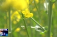 【瞰华州】油菜花开绘春景 