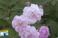 《直通縣市》潼關(guān)秦王寨：月季花開艷 鄉(xiāng)村景如畫