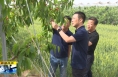 《直通縣市》張旭調研澄城縣農業產業發展工作