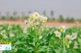 《直通縣市》大荔：千畝土豆花綻放 夏日田園美景惹人醉