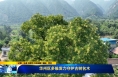 《直通縣市》華州區多維發力守護古樹名木