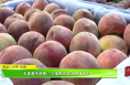大荔縣韋林鎮：沙壤育珍品 甜桃富鄉村