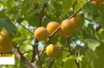 《直通縣市》華州 韓城：致富果菜成熟 農戶迎來收獲季