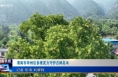 《今朝看華州》渭南市華州區多維發力守護古樹名木