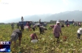 《今朝看華州》渭南市華州區柳枝鎮東新莊村：貝貝南瓜成熟??農戶迎來收獲季