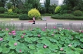 【渭南文旅】碧浪紅云入畫來——人民公園荷花盛放 演繹夏日詩意