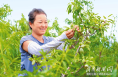 澄城巴旦木成為村民增收的“金果果”