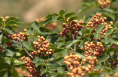 韓城無刺花椒迎來首個采摘季