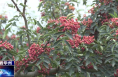 《今朝看華州》渭南市華州區(qū)高塘鎮(zhèn)胡磊村:花椒滿枝采收忙??多元舉措促增收