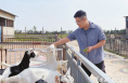 羊圈里的“新農(nóng)人”