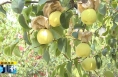 ?《直通縣市》蒲城酥梨外貿“朋友圈”持續擴大  出口訂單逐年遞增