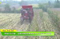 韓城市芝川鎮：戰晴好推進秋糧收獲  搶農時加快小麥播種
