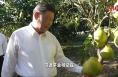 經緯線·從總書記考察的金柚，看特色農業(yè)產業(yè)集群