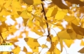 ?《直通縣市》韓城 華州：最是初冬銀杏黃 城市一隅藏金光