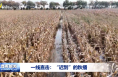 一線直擊：“遲到”的秋播