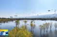 《直通縣市》潼關黃河濕地迎候鳥越冬高峰 鳥類數量創近年新高