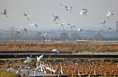 陜西大荔黃河濕地成候鳥“越冬樂園” 萬鳥齊飛繪生態美景