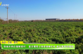 韓城市西莊鎮(zhèn)解家村：盤活撂荒土地資源煥生機(jī) 糧艾飄香促增收