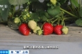 視頻丨爭“鮮”上市！新疆戈壁種上了草莓、人參果、藍莓