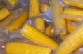 包裝玉米是“僵尸玉米”？專家解讀