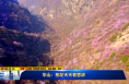 《直通縣市》華山：桃花夭夭春意濃
