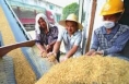 中国农业发展银行渭南市分行夏粮收购公告