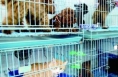 春节宠物寄养火爆 宠物店员工七天赚一个月工资